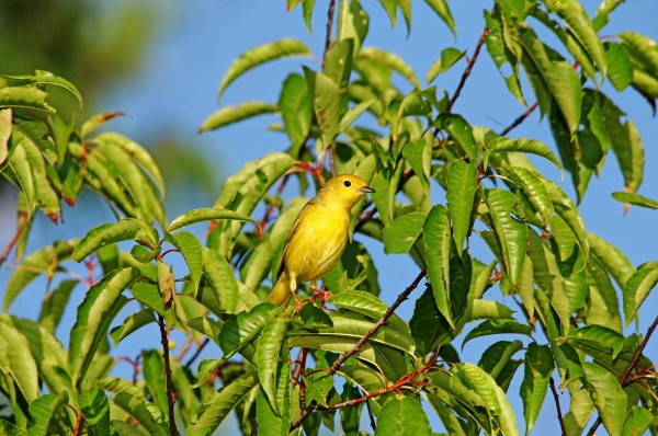 Yellow Splash by Deb Oppermann